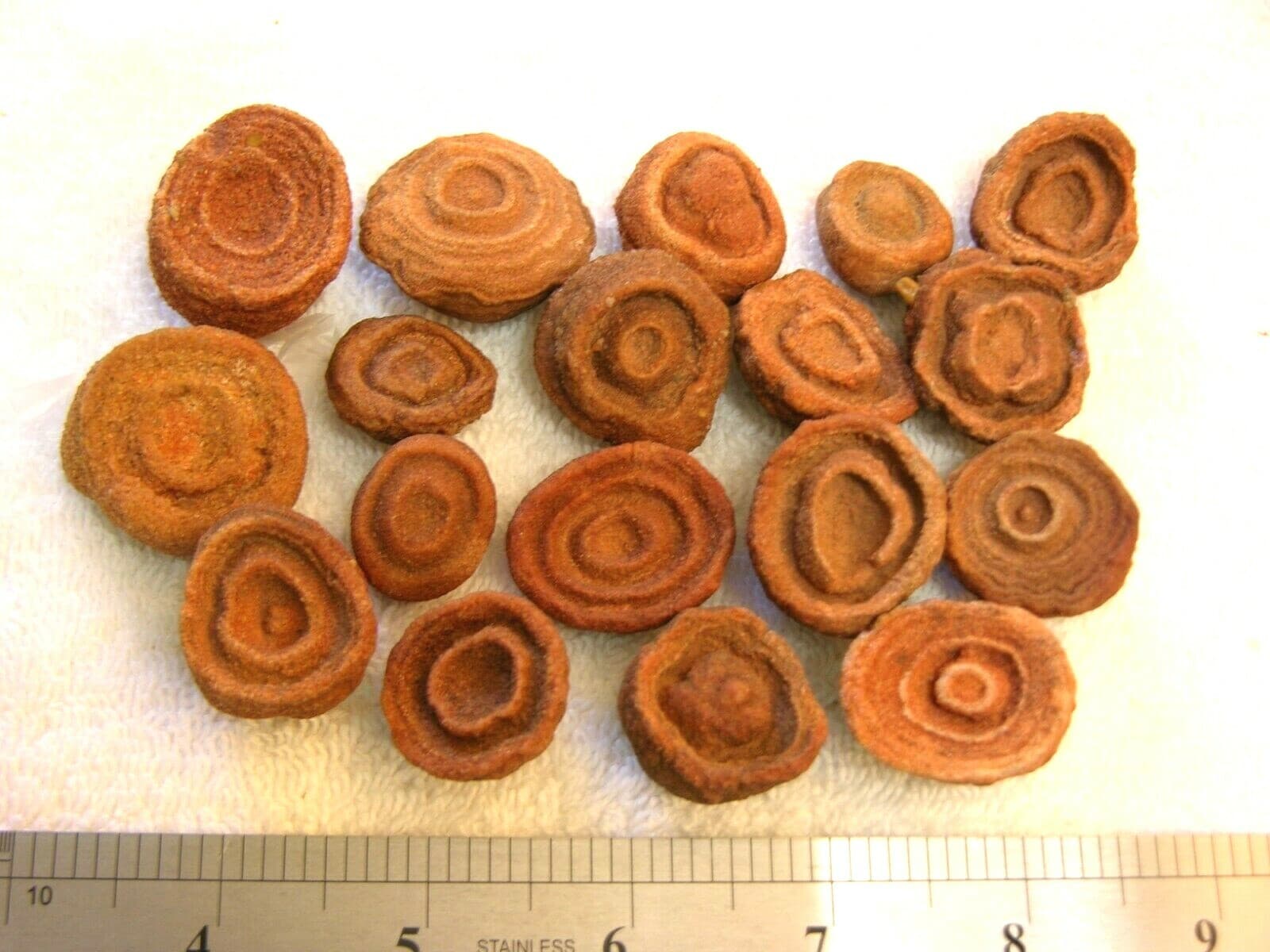 Stromatolite fossils ancient earth life 1 billion years 4 fossils per winner