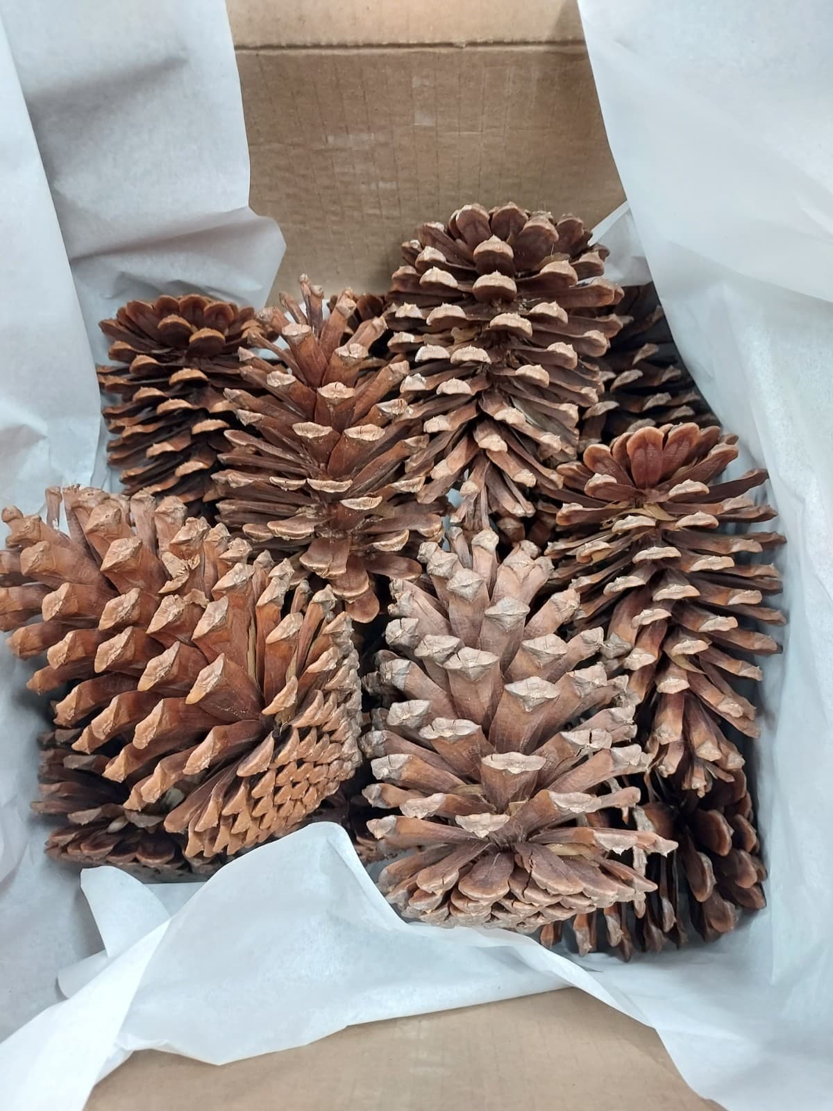12 Medium Slash Pine Cones 5-5.5" Georgia Pinecones - Crafting, Decorating 4