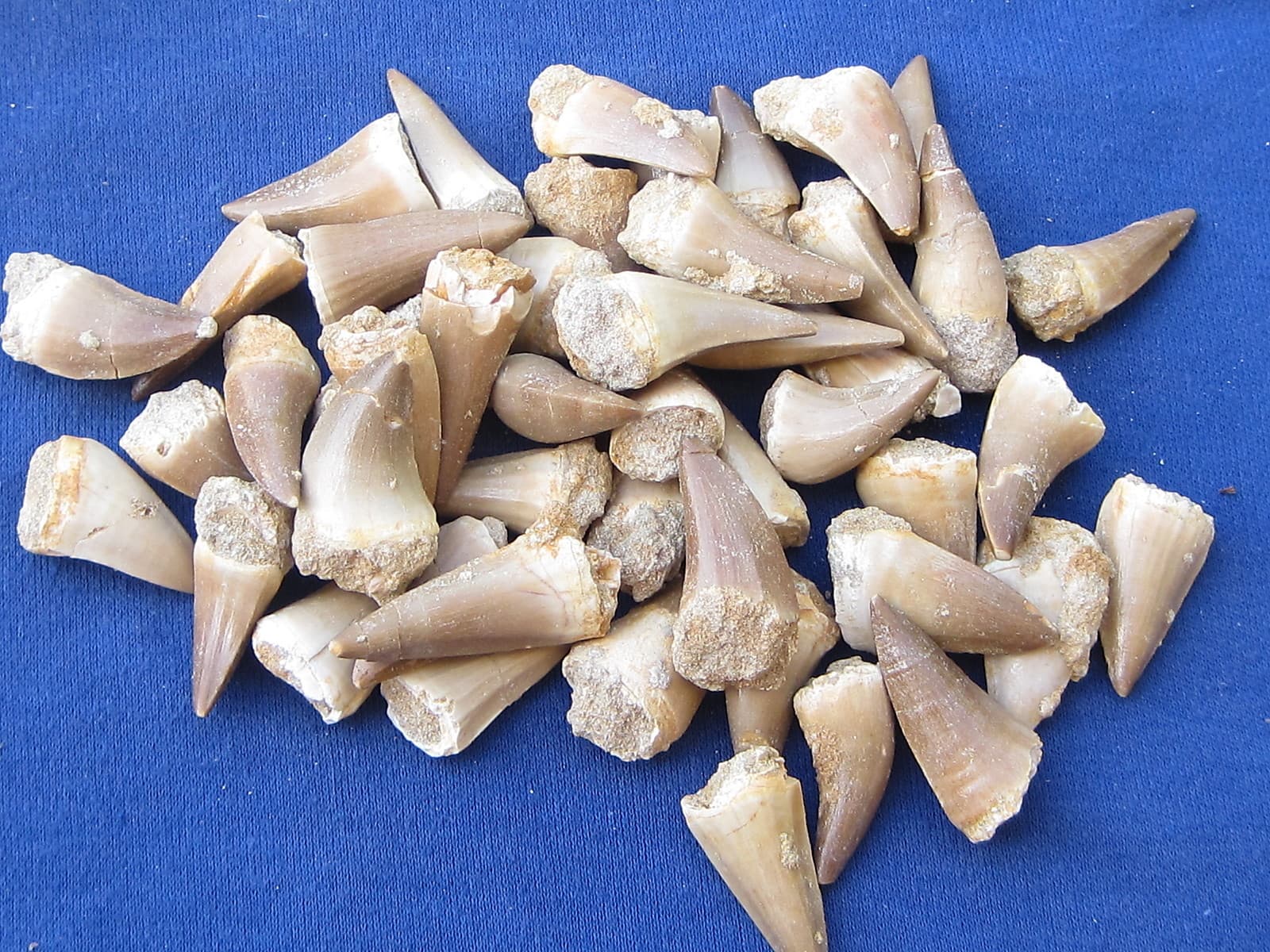 DINOSAUR MOSASARUS FOSSIL TEETH