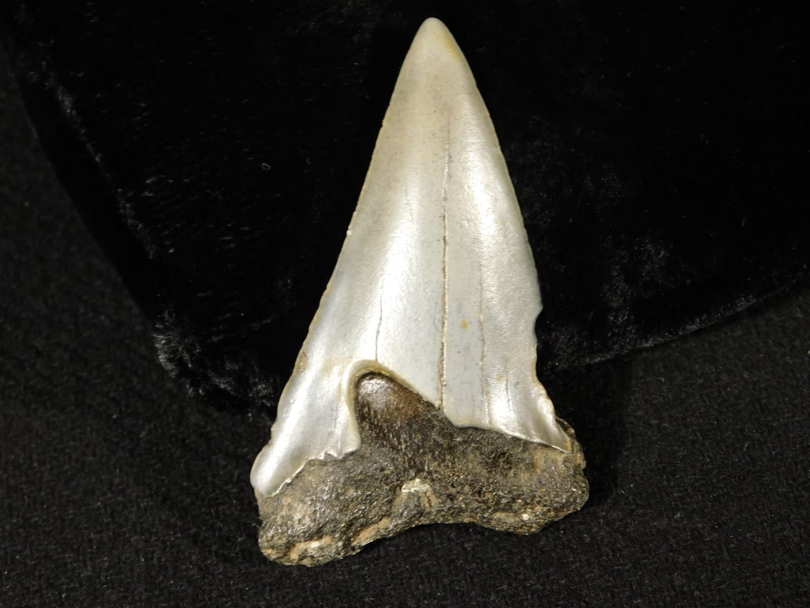 Larger! ANCESTRAL Great White SHARK Tooth Fossil 100% Natural 7.32 4