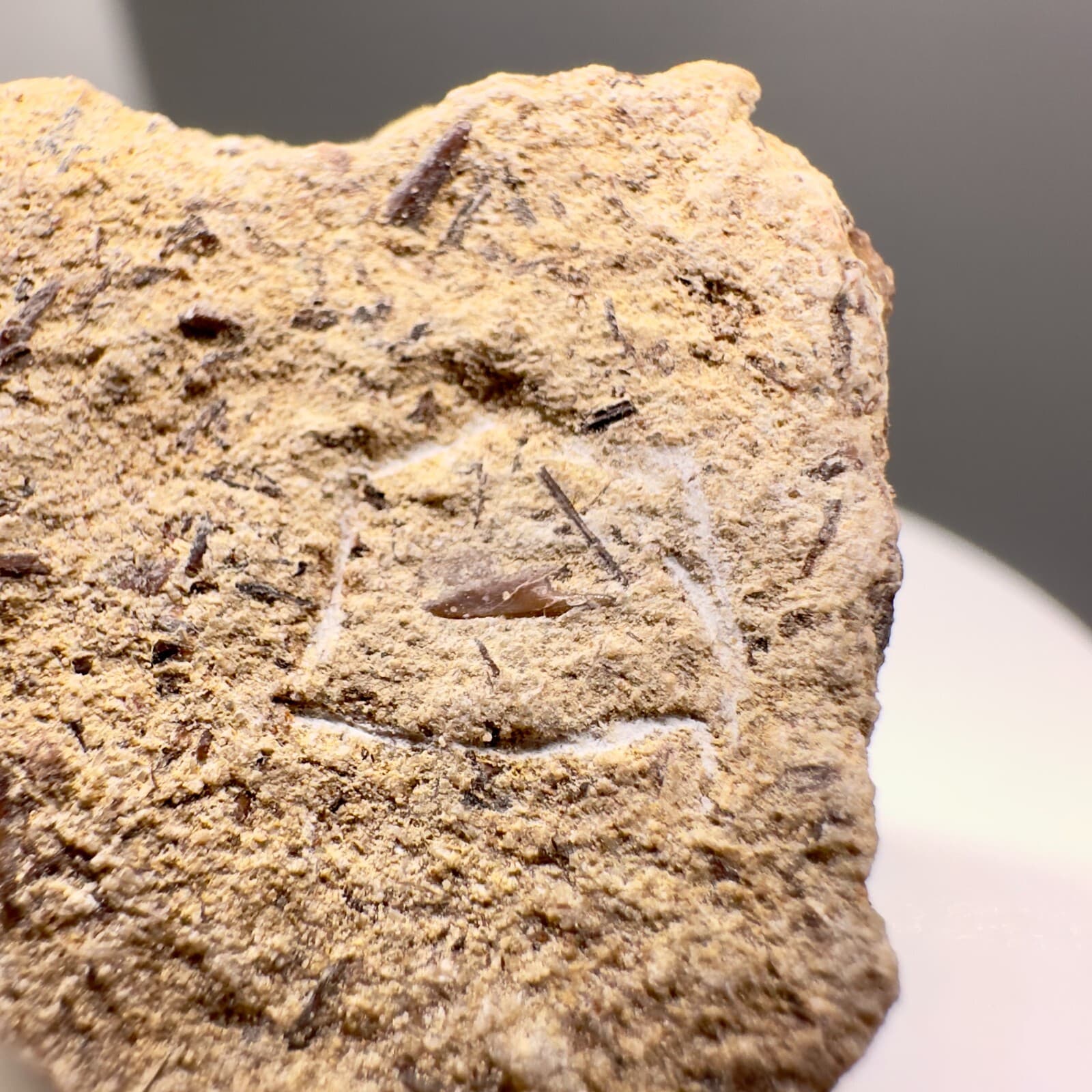 Uncommonly Offered Small Fossil EXTINCT BRAMBLE SHARK Tooth-Cretaceous,Australia 2