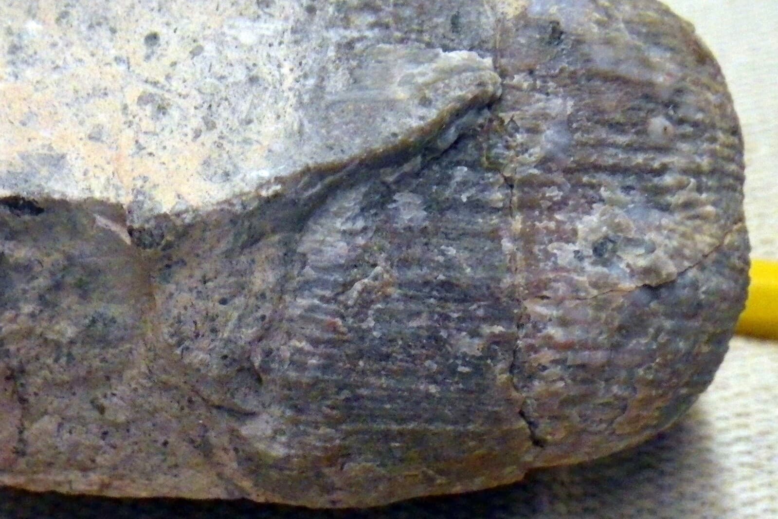 Strange Paleo Shell Fossil with base Native  2