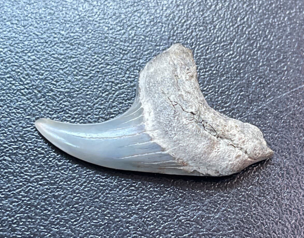Fossilized Parotodus benedeni Shark  Tooth 4