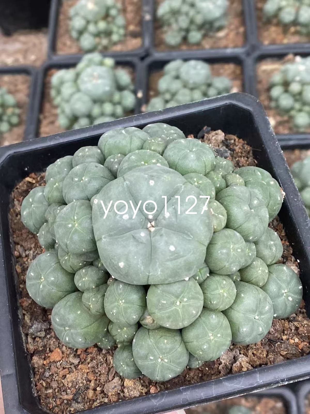 10-12cm Multi headed Cactus RareSucculent Plant Family Garden plants 5