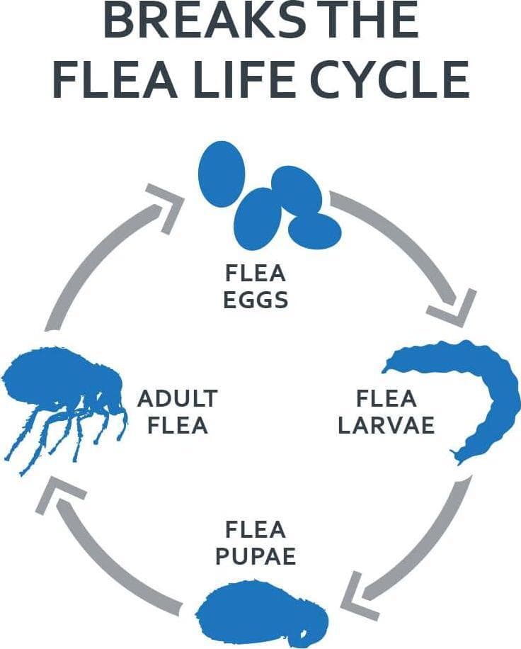 6 Doses Flea And Tick Lice Prevention & Treatment Drops Topical Medicine For Cat 5