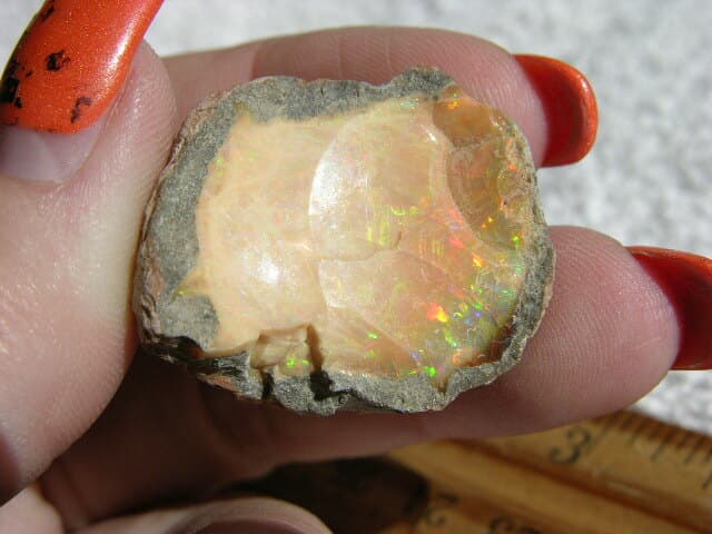 Opal Ethiopian chocolate specimen in matrix nut w/multicolor precious fire CF50 4
