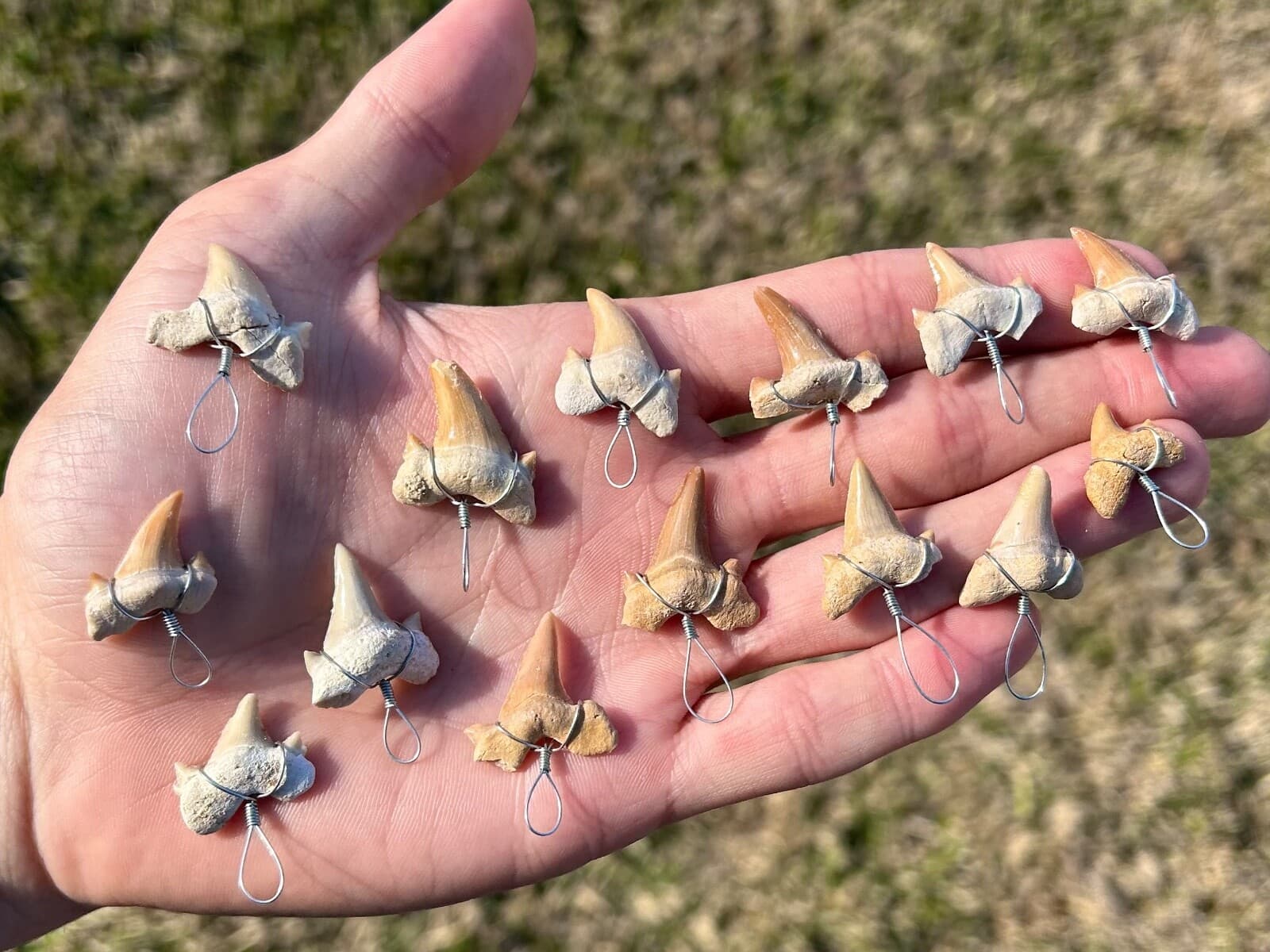 Fossil Sharks Teeth Wire Wrapped 10 PER PURCHASE Morocco Shark Tooth Cretaceous