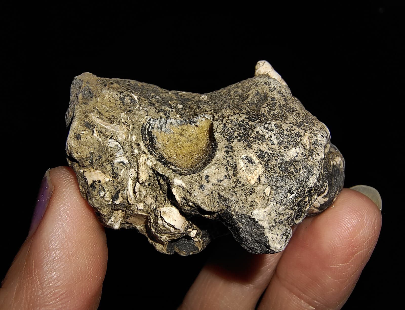 SEASHELL FOSSIL, GASTROPOD THIARIDAE ON MATRIX, FROM JAVA, INDONESIA, 30MM 3