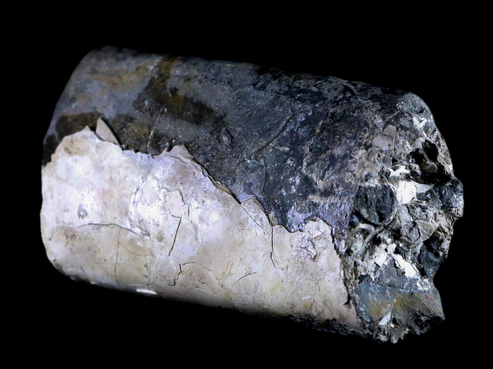 4.1" Baculite Fossil Opalized Cephalopod Late Cretaceous Bear Paw Shale Montana 3