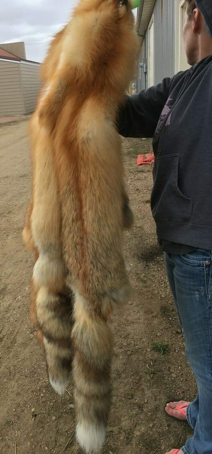 Tanned Red Fox  Winter “Heavy Fur” Western - Imperfect Grade 6