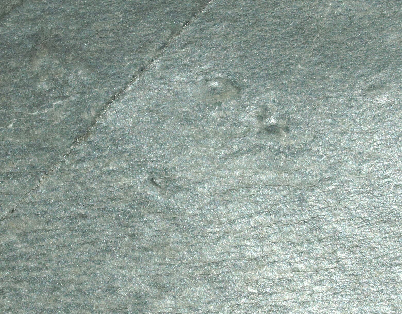 Ediacarian age fossils, Arctic Norway -SLAB with Aspidella and Medusinites 6