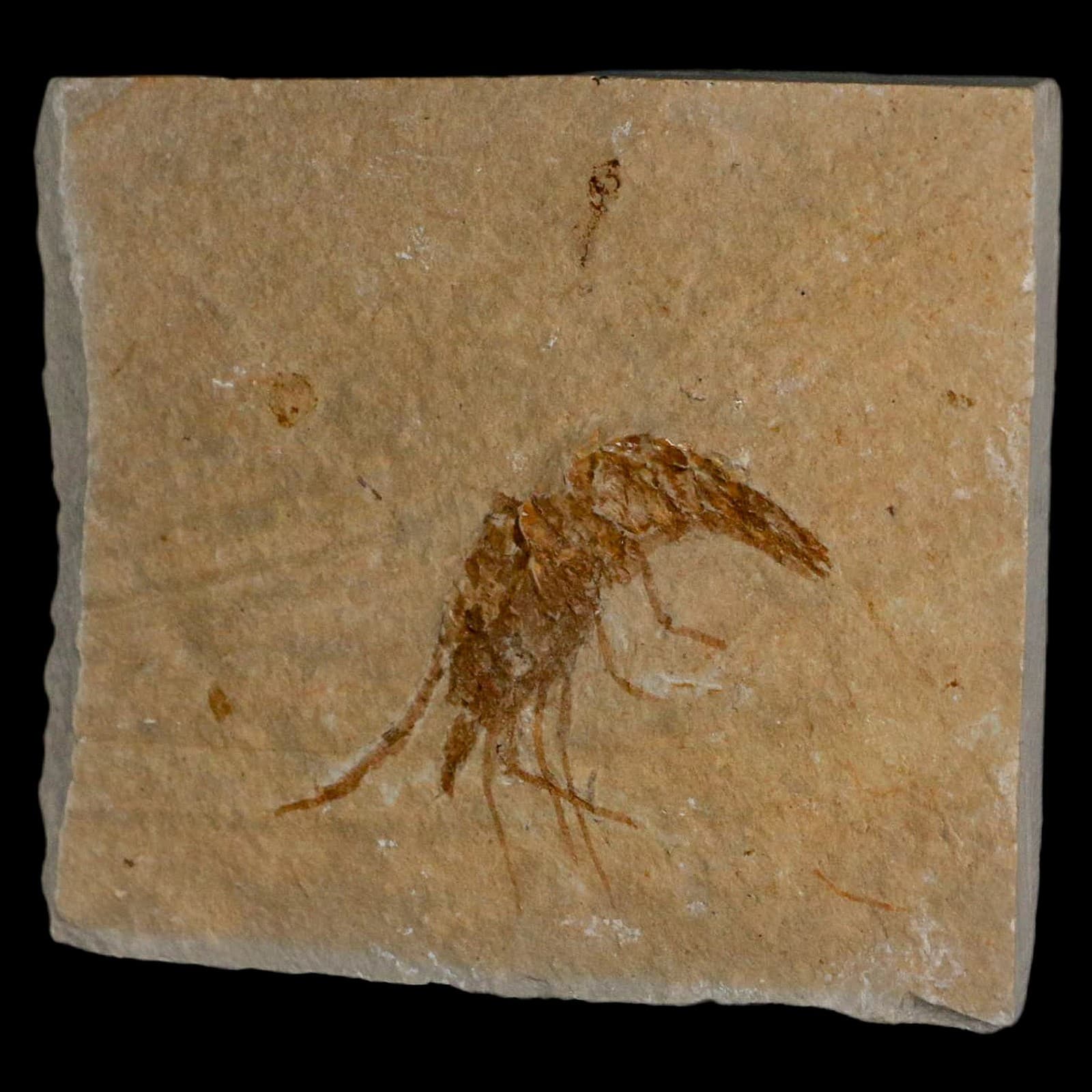 1.6" Fossil Shrimp Carpopenaeus Cretaceous Age 100 Mil Yrs Old Lebanon COA 5