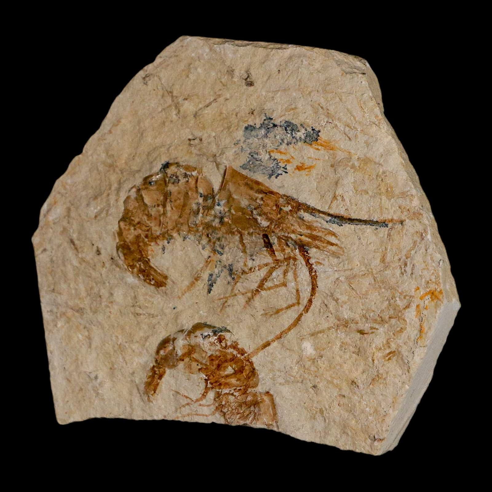 2 Two Fossil Shrimp Carpopenaeus Cretaceous Age 100 Mil Yrs Old Lebanon COA 5