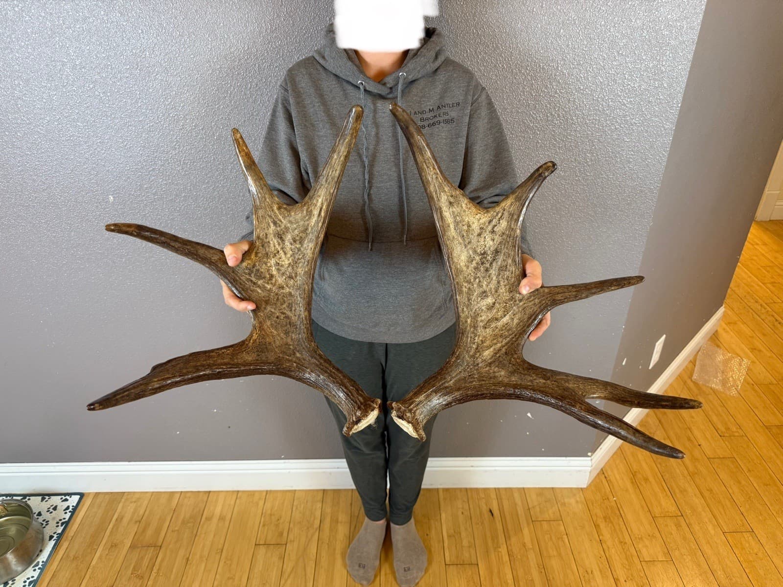 Moose Antler Shed SET Matched Horns Sheds Mount Carving Wild Decor Small 2