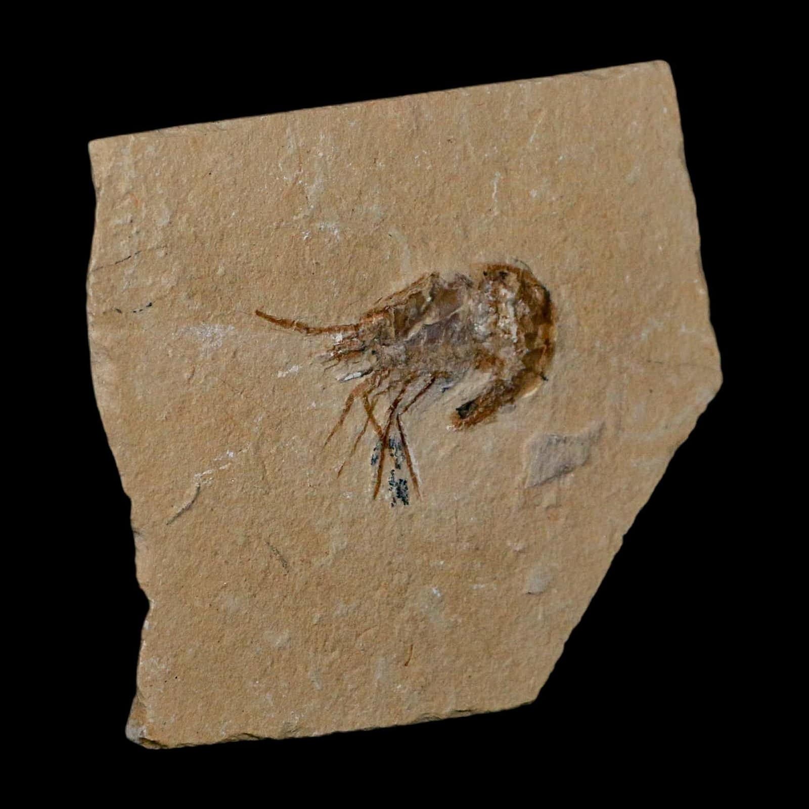 1.7" Fossil Shrimp Carpopenaeus Cretaceous Age 100 Mil Yrs Old Lebanon COA 4