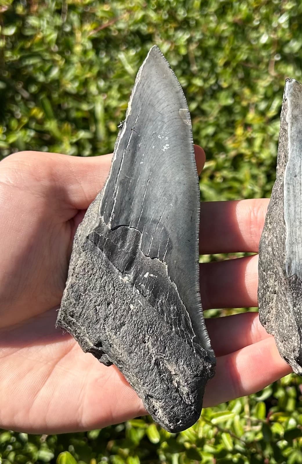 BIG Fossil Megalodon Sharks Teeth LOT 5.08” 4.93” South Carolina Shark Tooth 6