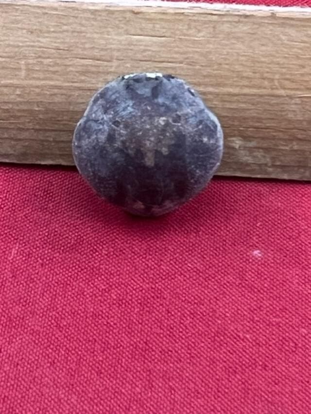 GEOLOGICAL ENTERPRISES Pliocene fossil crab Leucosia tricarinata Java