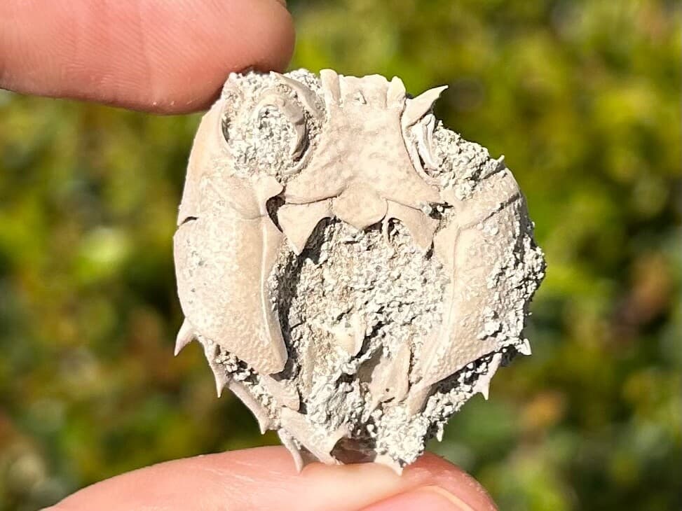 Fossil Crab Ranilia muriceta Florida Pliocene Crustacean Intracoastal Formation