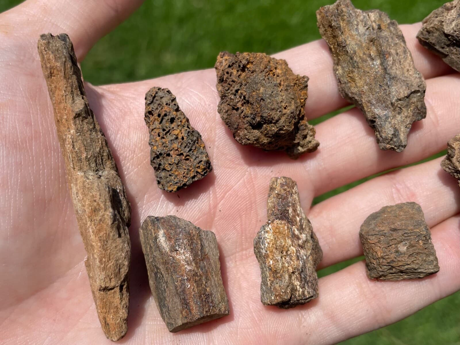 Hell Creek Fossil Triceratops Bone ONE PER PURCHASE Cretaceous Dinosaur Bone 4