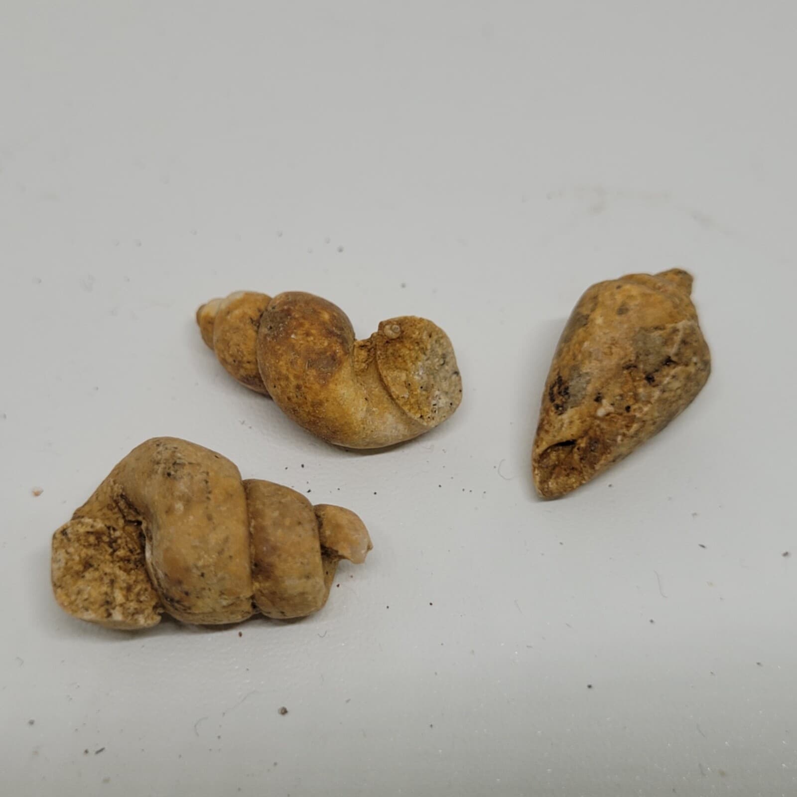 9 gr Indonesia NATURAL Rough Gastropod SeaShell Mollusca Fossil Specimen 11-124 2