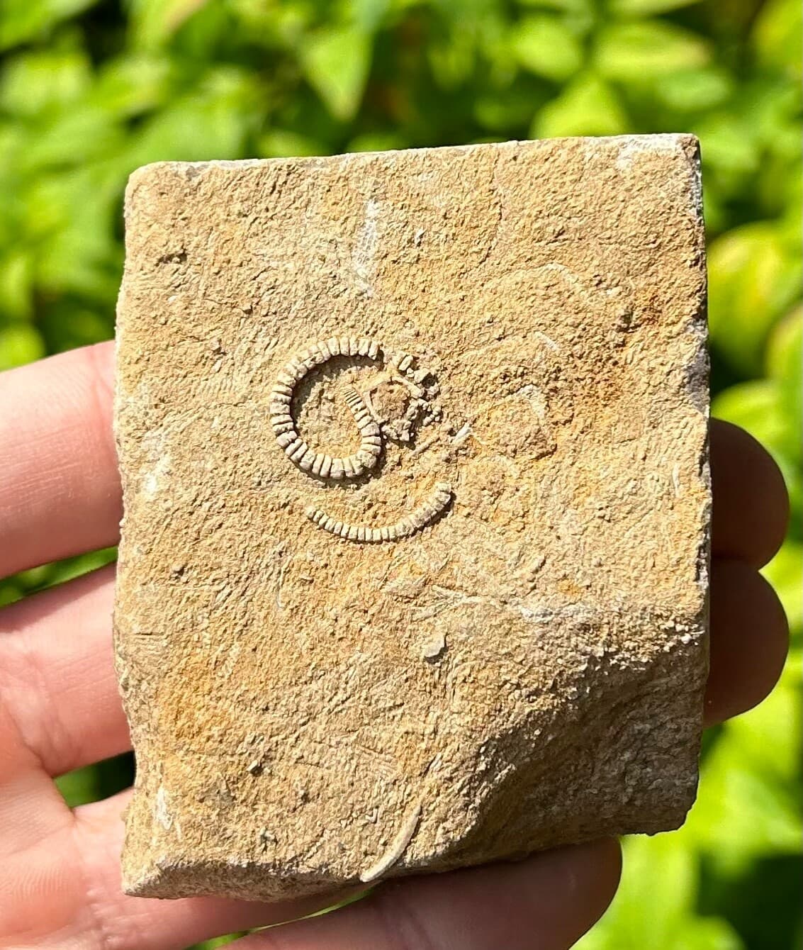 Rare Fossil Crinoid in Matrix Camptocrinus alabamensis Alabama Bangor Limestone 2