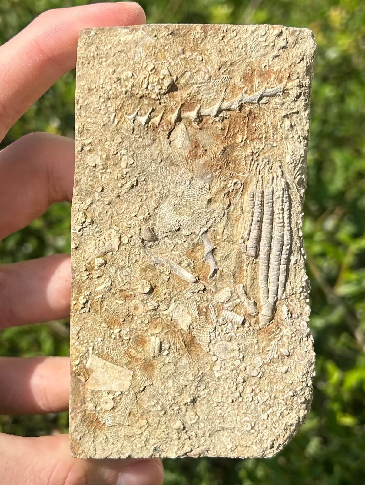 Fossil Crinoid in Matrix Aphelecrinus bayense Rare Alabama Mississippian Age 5