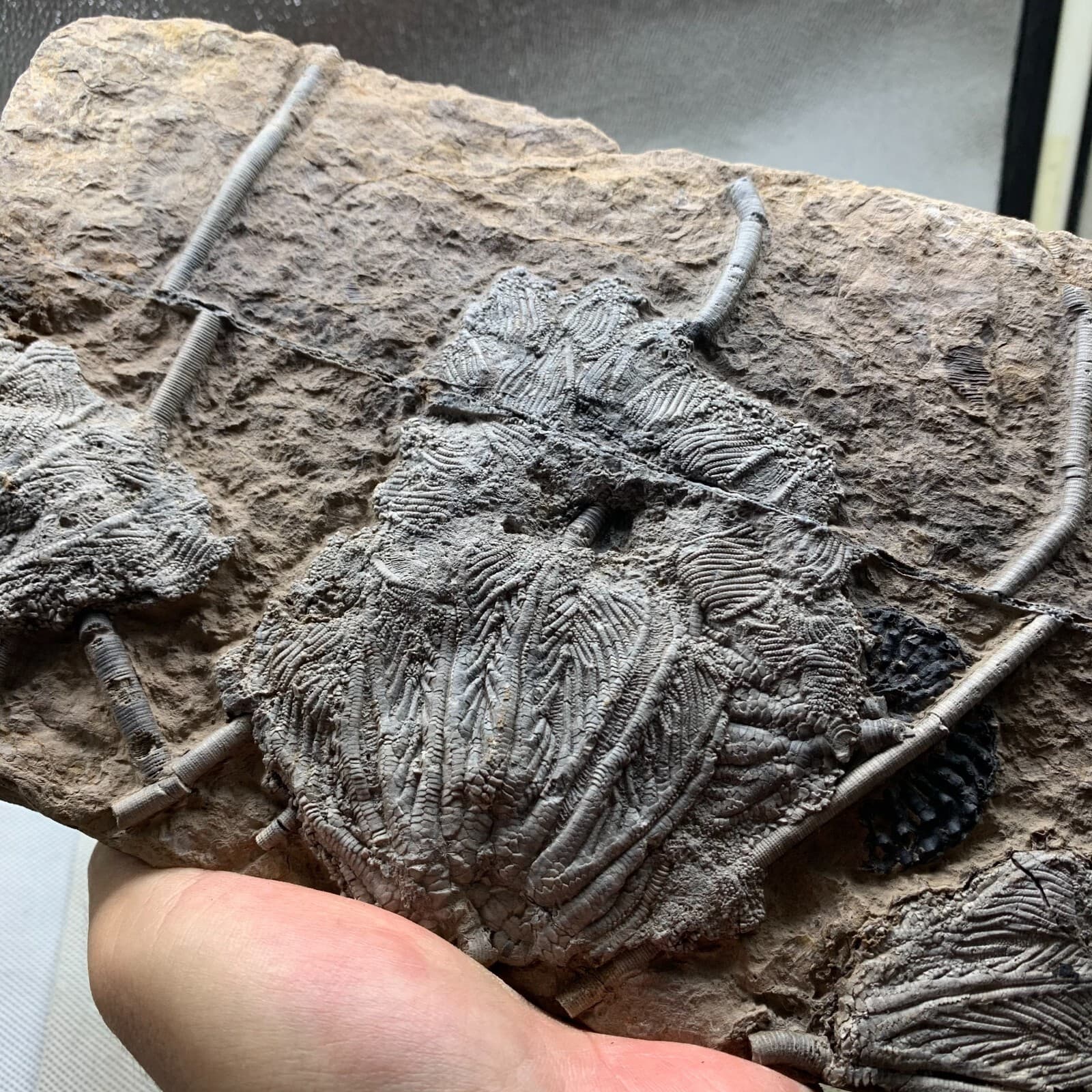 1650 grams of fossils of crinoid from the Guanling Biota in Guizhou 5