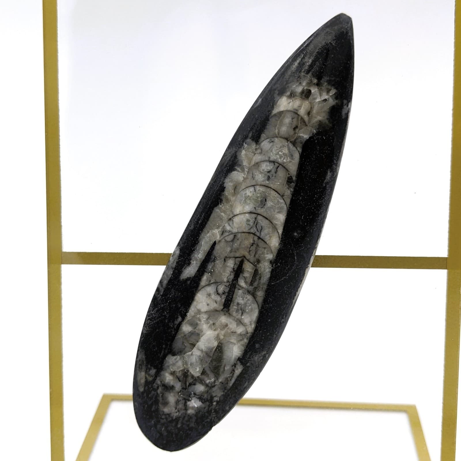 Fossil of Orthoceras on Display Real Fossil Specimen Polished From 450 Million y 6