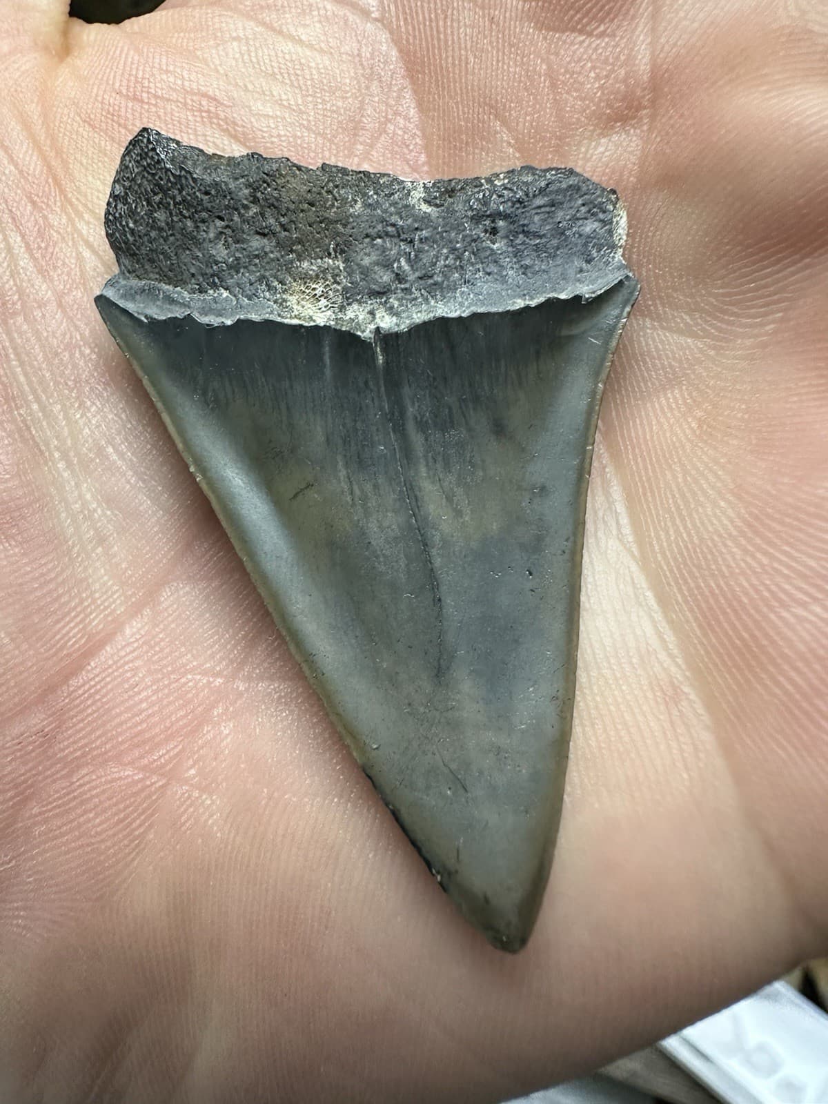 2.2” CARCHARODON MAKO TOOTH HASTALIS MEGALODON ERA South Carolina WHITE SHARK 4