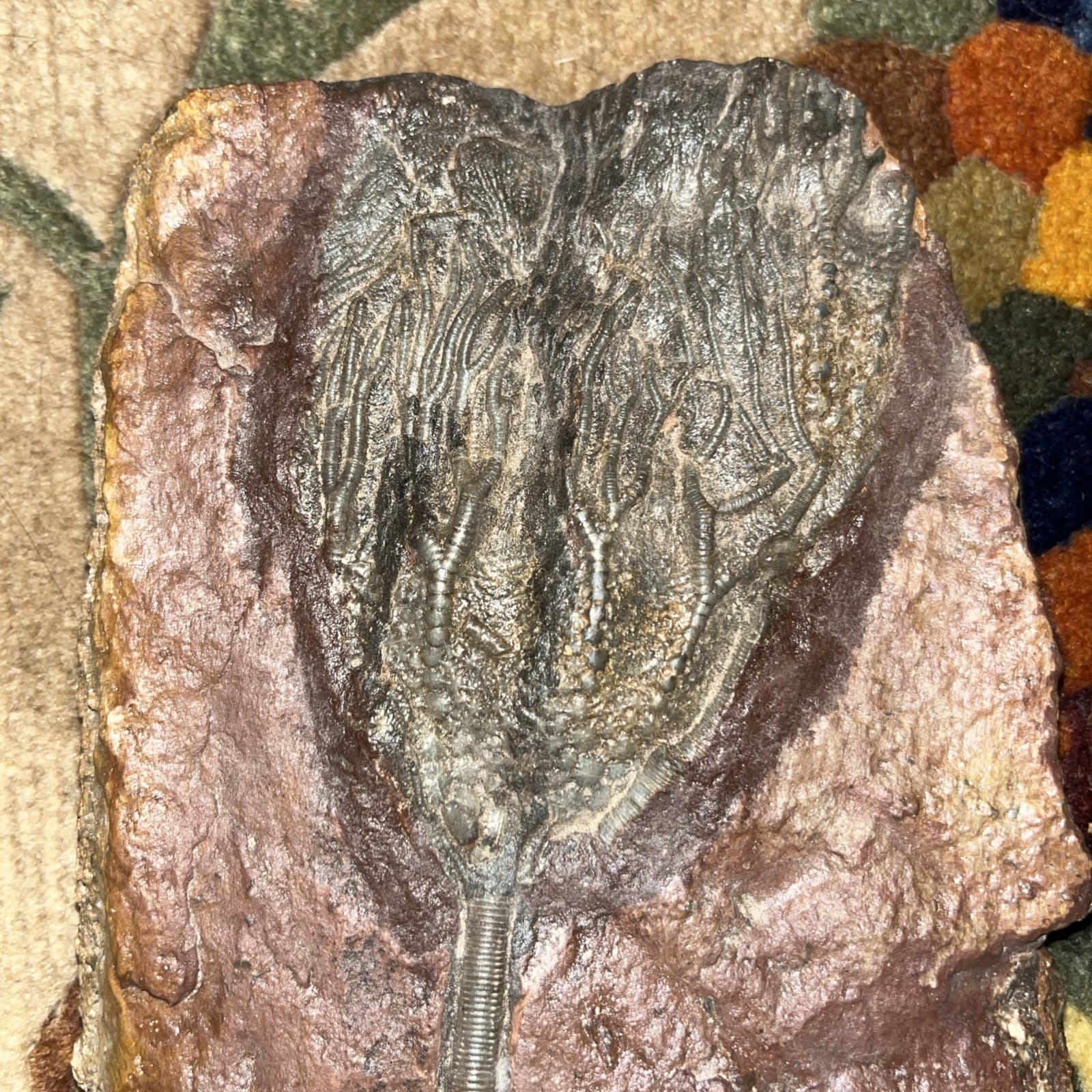 Unique and authentic paleontological fossil, sea lily fossil A22 3