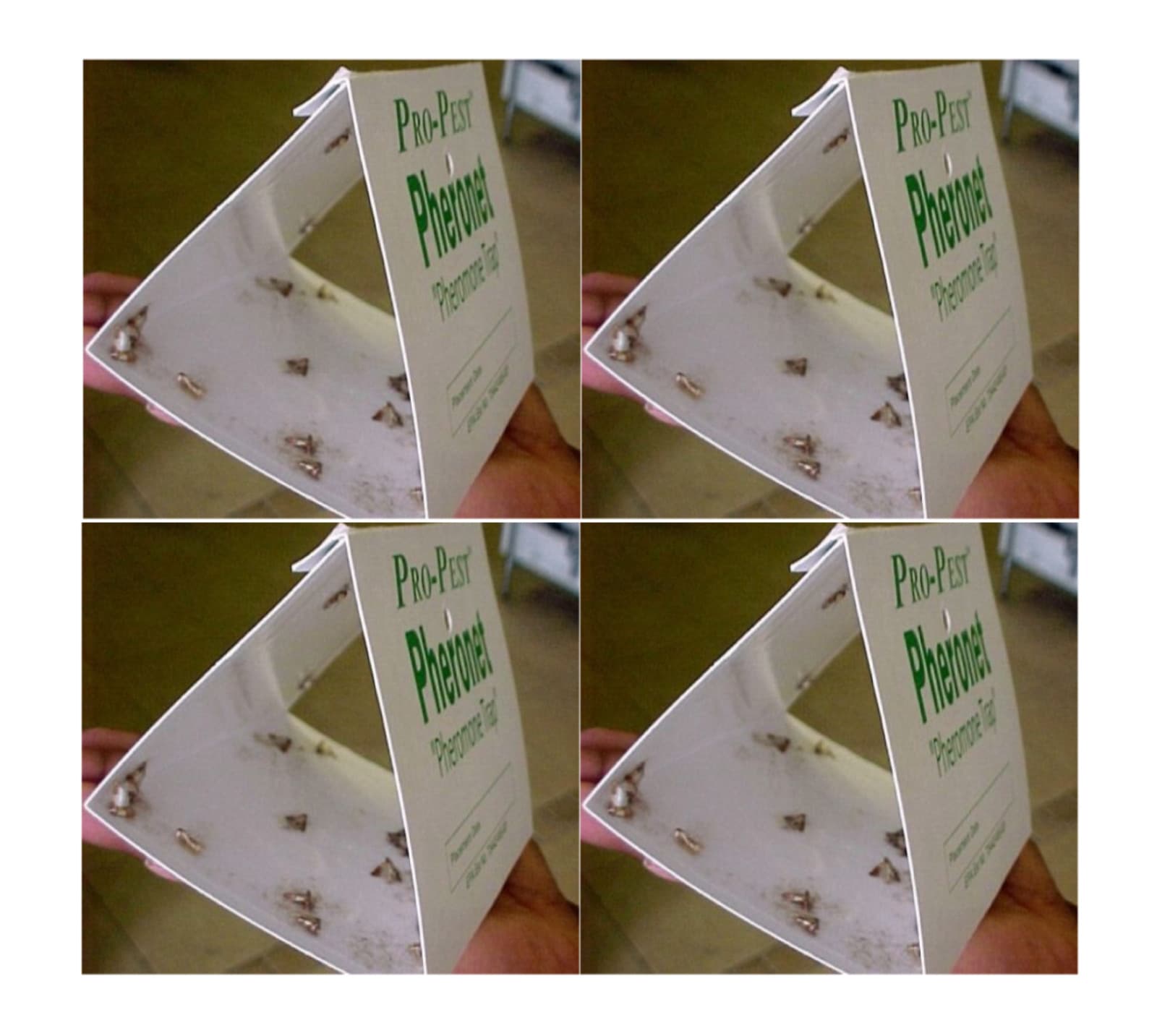 Pantry Moth Traps Indian Meal Moth Traps ( 4 pack ) Bird Seed Flour Moth Traps
