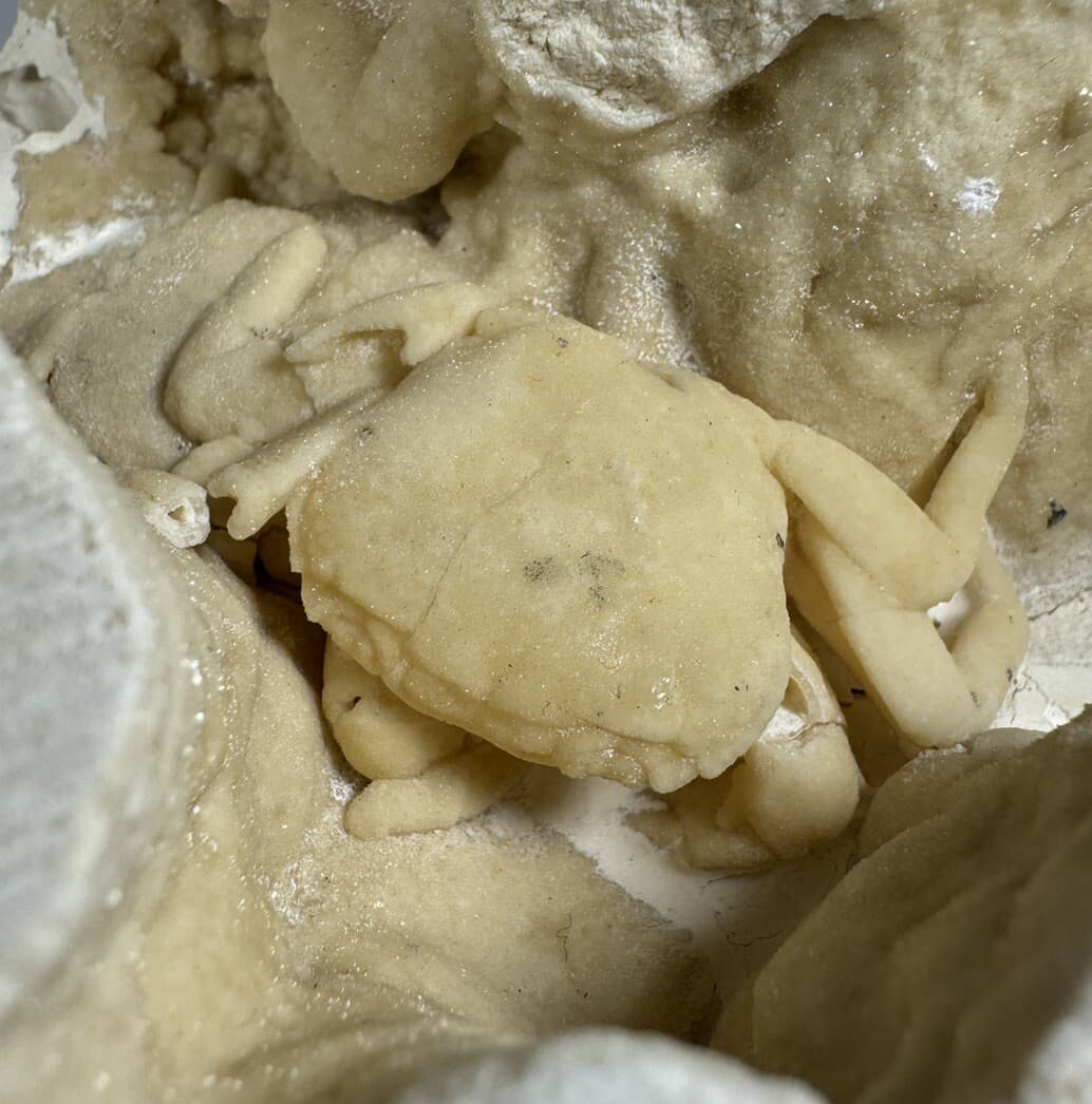 REPAIRED 1.75 Inch Travertine Crab Fossil Turkey, Fossil Travertine Crab Potamon