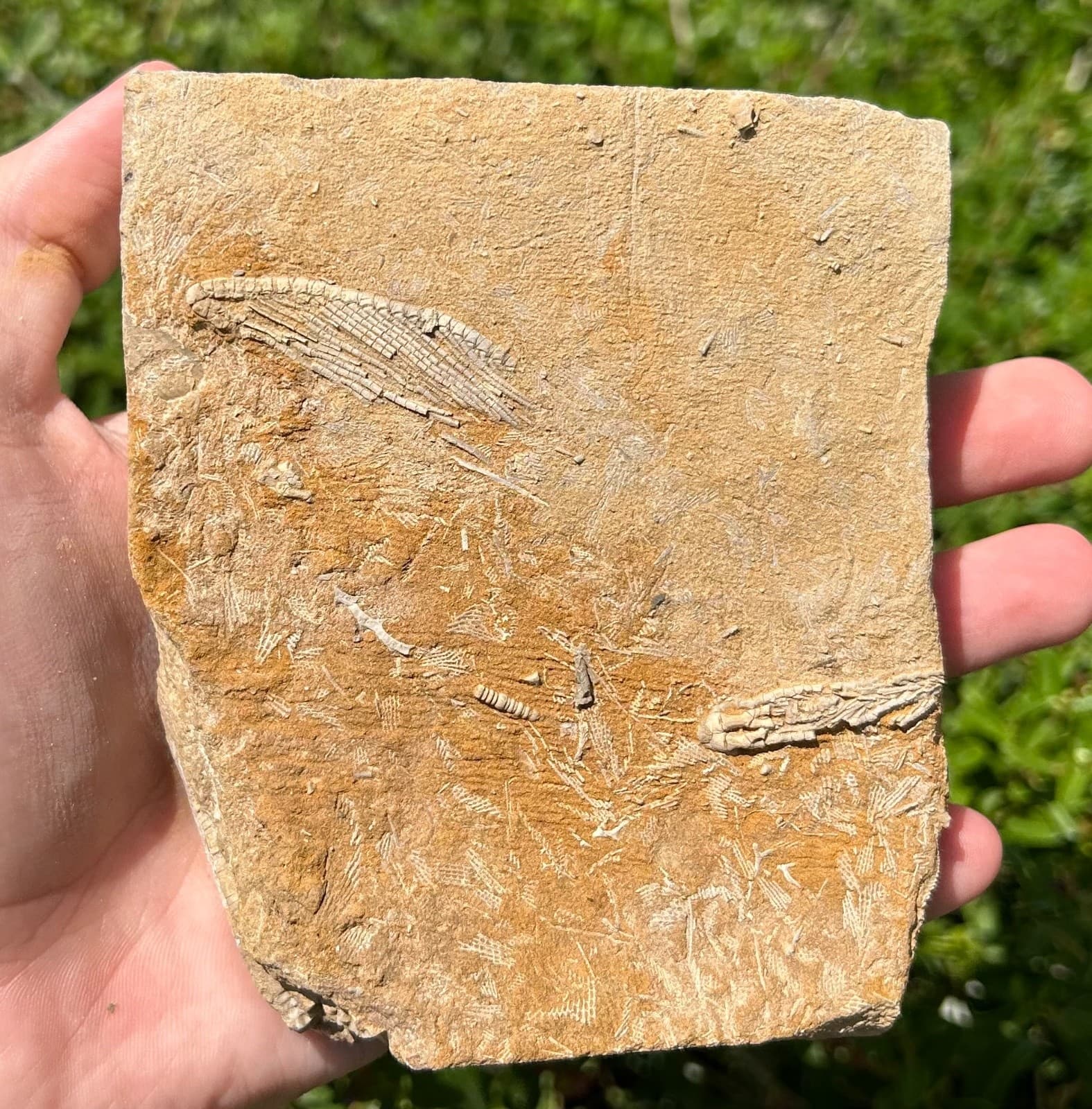 DOUBLE Fossil Crinoids in Matrix Harmostocrinus Aphelecrinus Alabama Bangor Fm 3