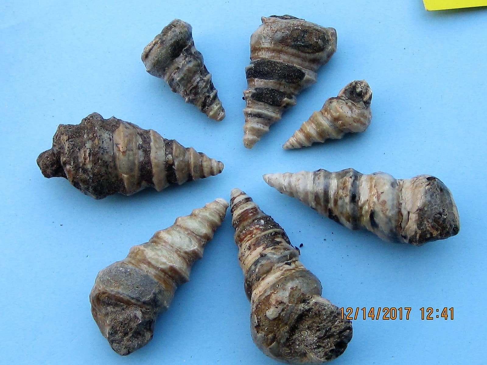 FIVE GASTROPOD FOSSIL CRETACEOUS PERIOD