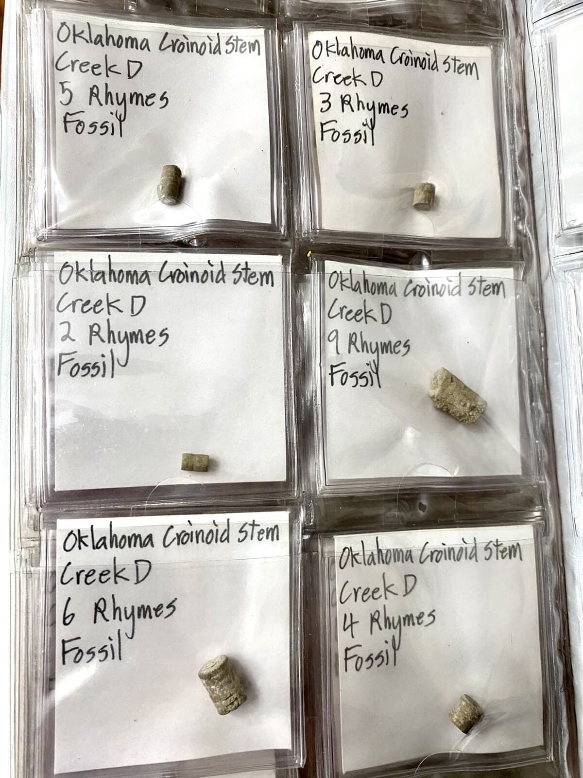 Crinoid Fossil Stem Collection, Oklahoma - Well Organized 5