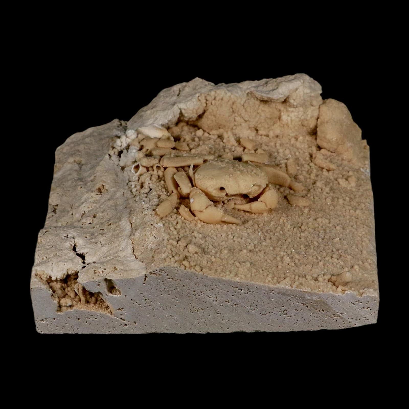 2.3" Potaman Sp Fossil Freshwater Crab In Travertine Denizli Basin Southwest 5