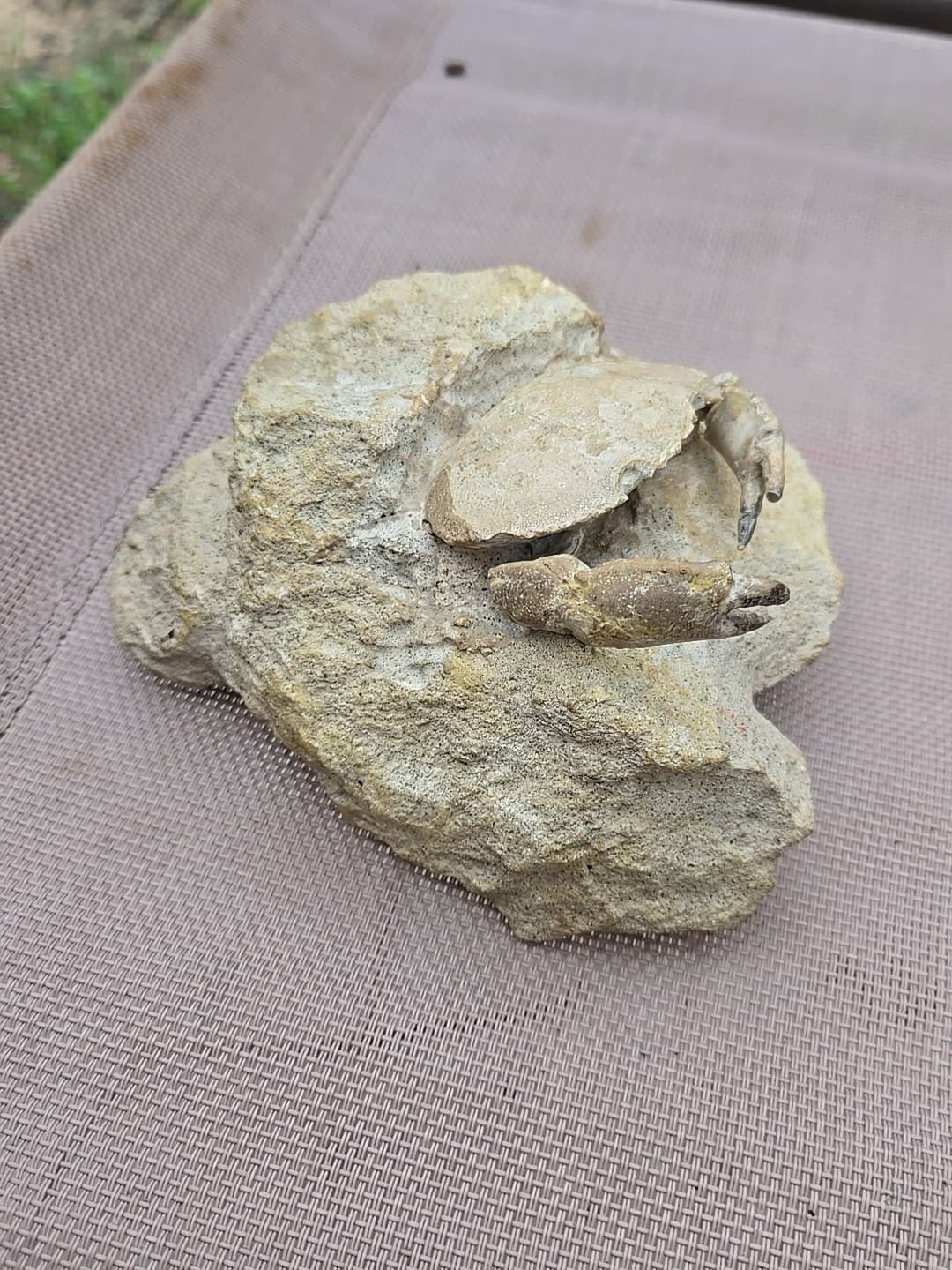 Rare Harpactocarcinus punctulatus Mud Crab Fossil. 2