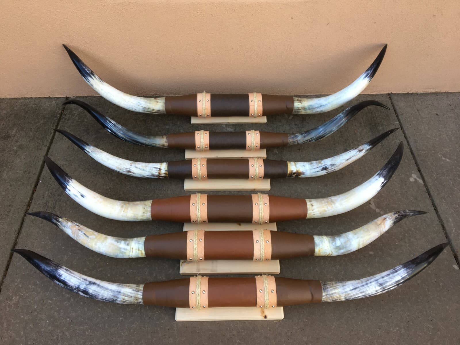 MOUNTED STEER HORNS  6 feet  to 6 feet 4" LONGHORN POLISHED MOUNT BULL COW