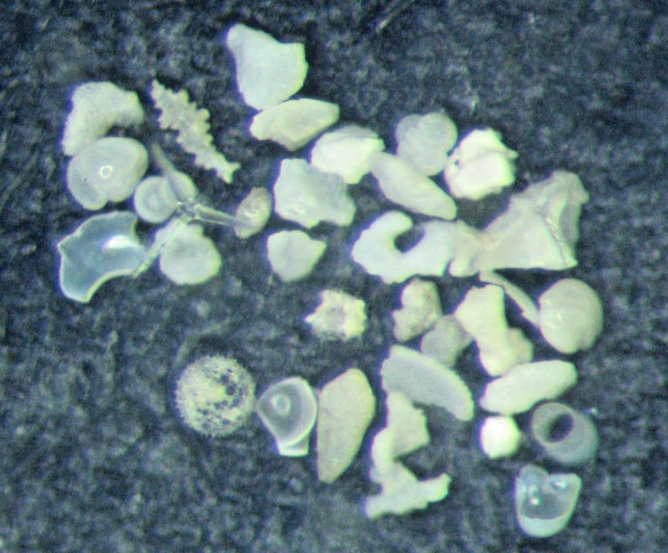 Recent Philippines 3357 ft microfossil fossil foraminifera slide mount 2