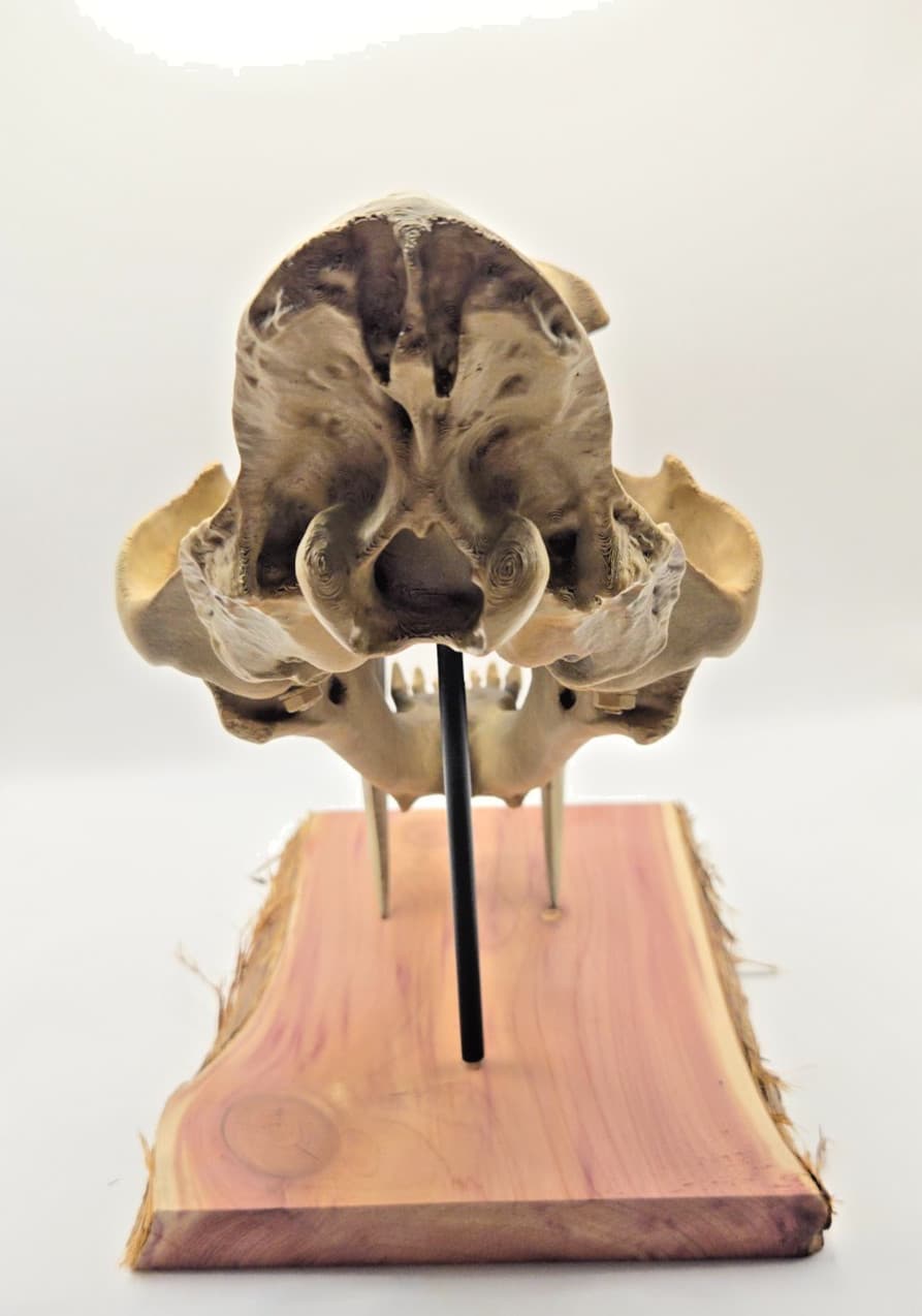 3D Printed Saber Tooth Tiger Skull – Hand-Painted Smilodon Fossil Replica 5