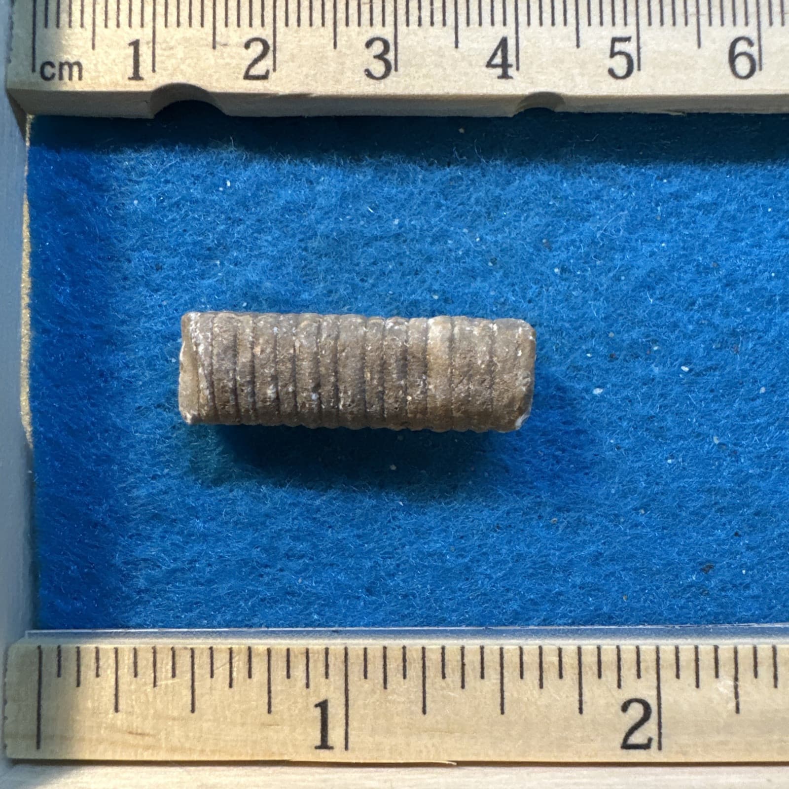 Crinoid Stem Fossil from Indiana in Display Case 4