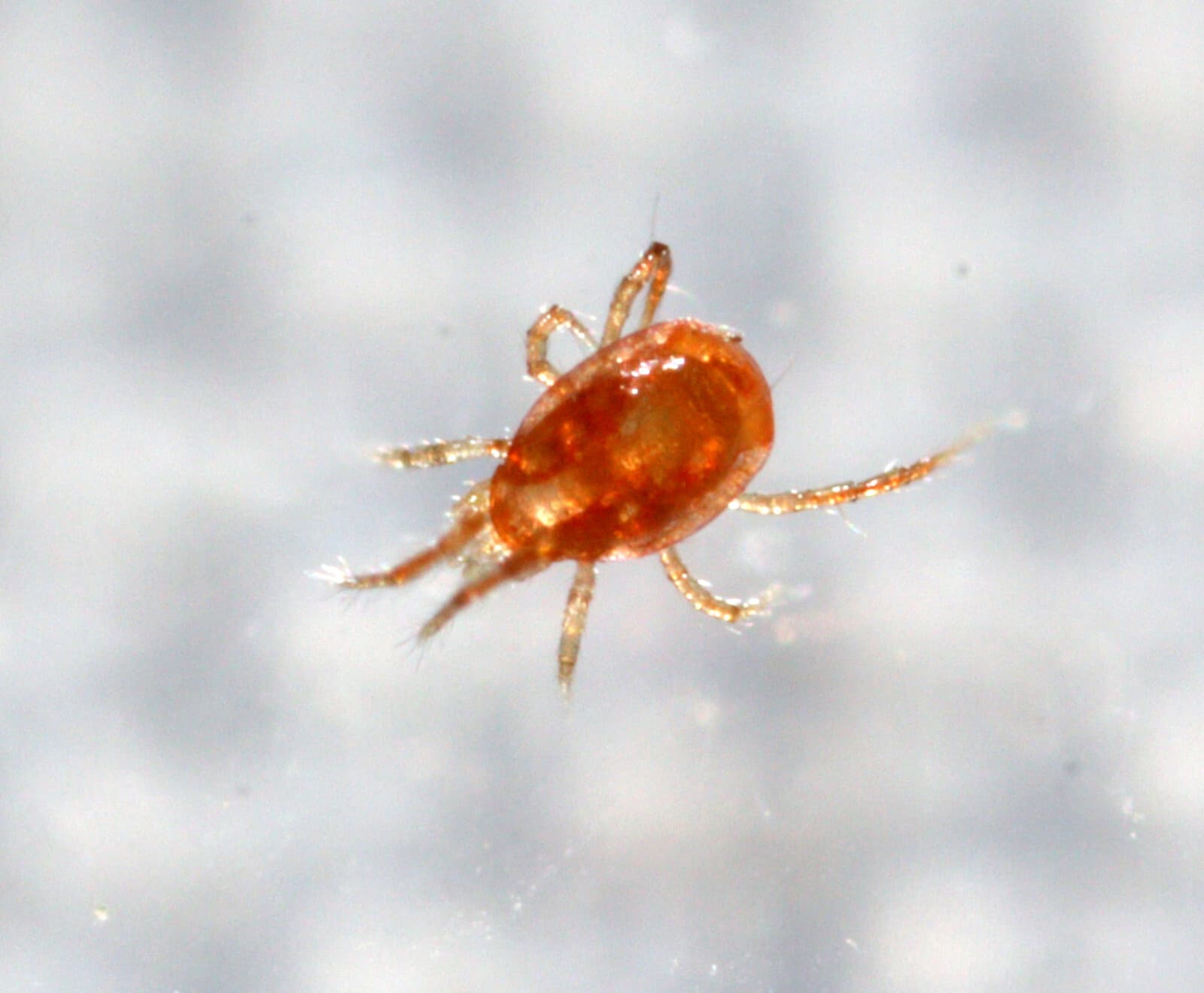 NaturesGoodGuys - Phytoseiulus persimilis - Predatory Spider Mite Control 2
