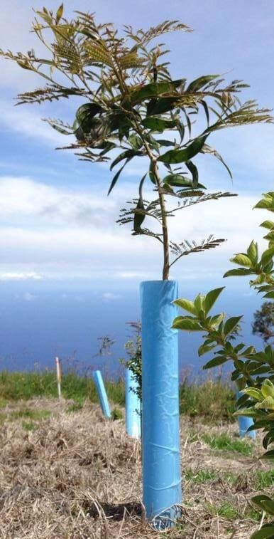 Blue-X Grow Tubes, 30” Grow Tube Box Of 50 3