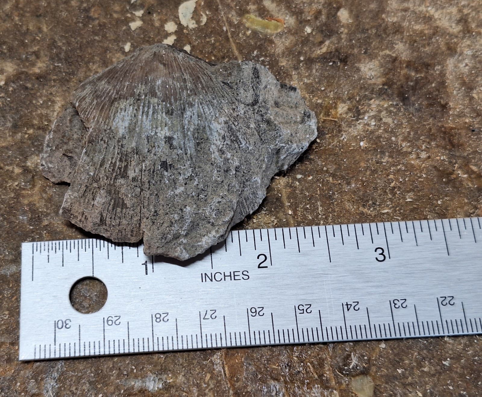Fossil Brachiopod In Limestone Devonian Period Michigan 4