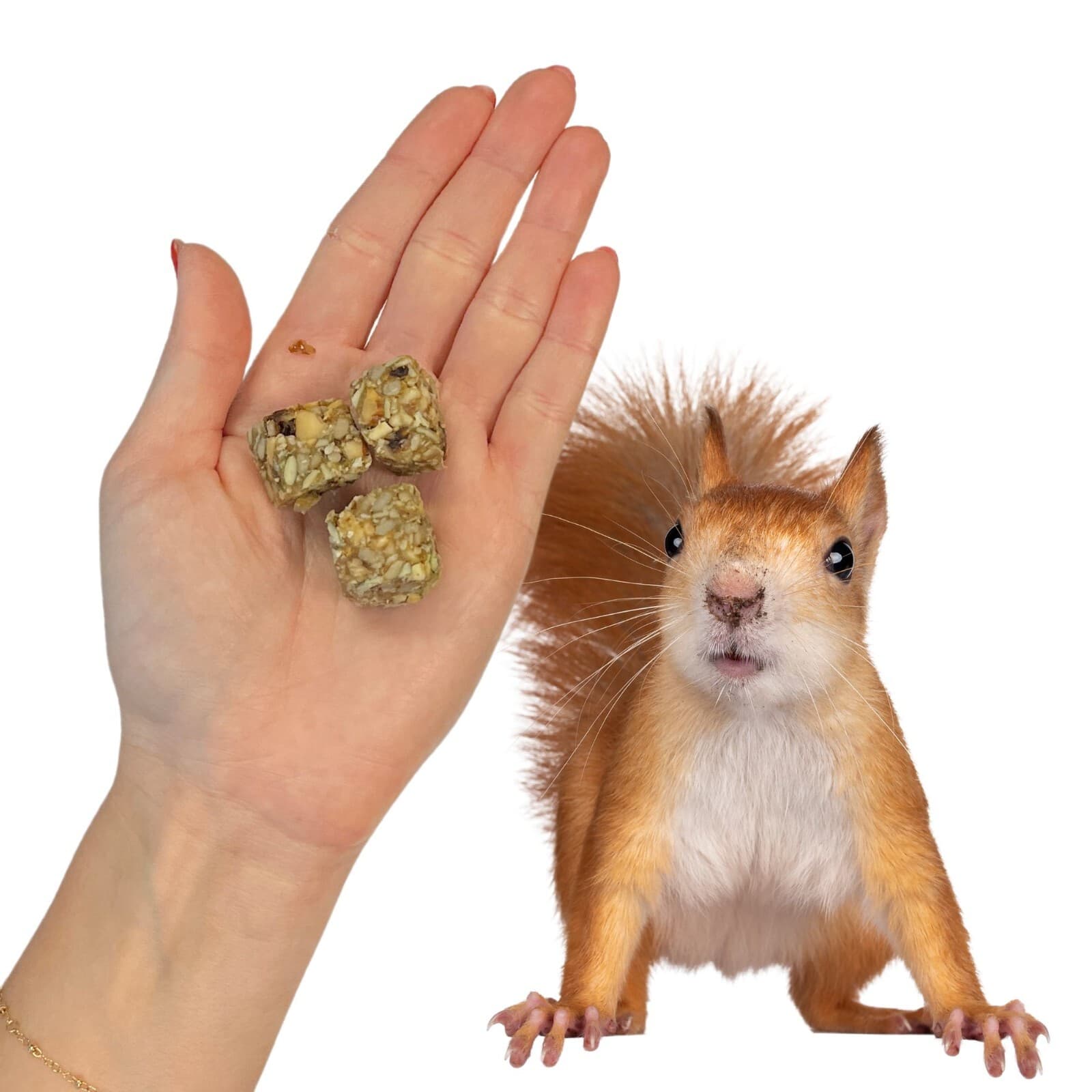 Squirrel Beneficial Blocks - All Natural Supplemental Food with Nuts & Seeds 4