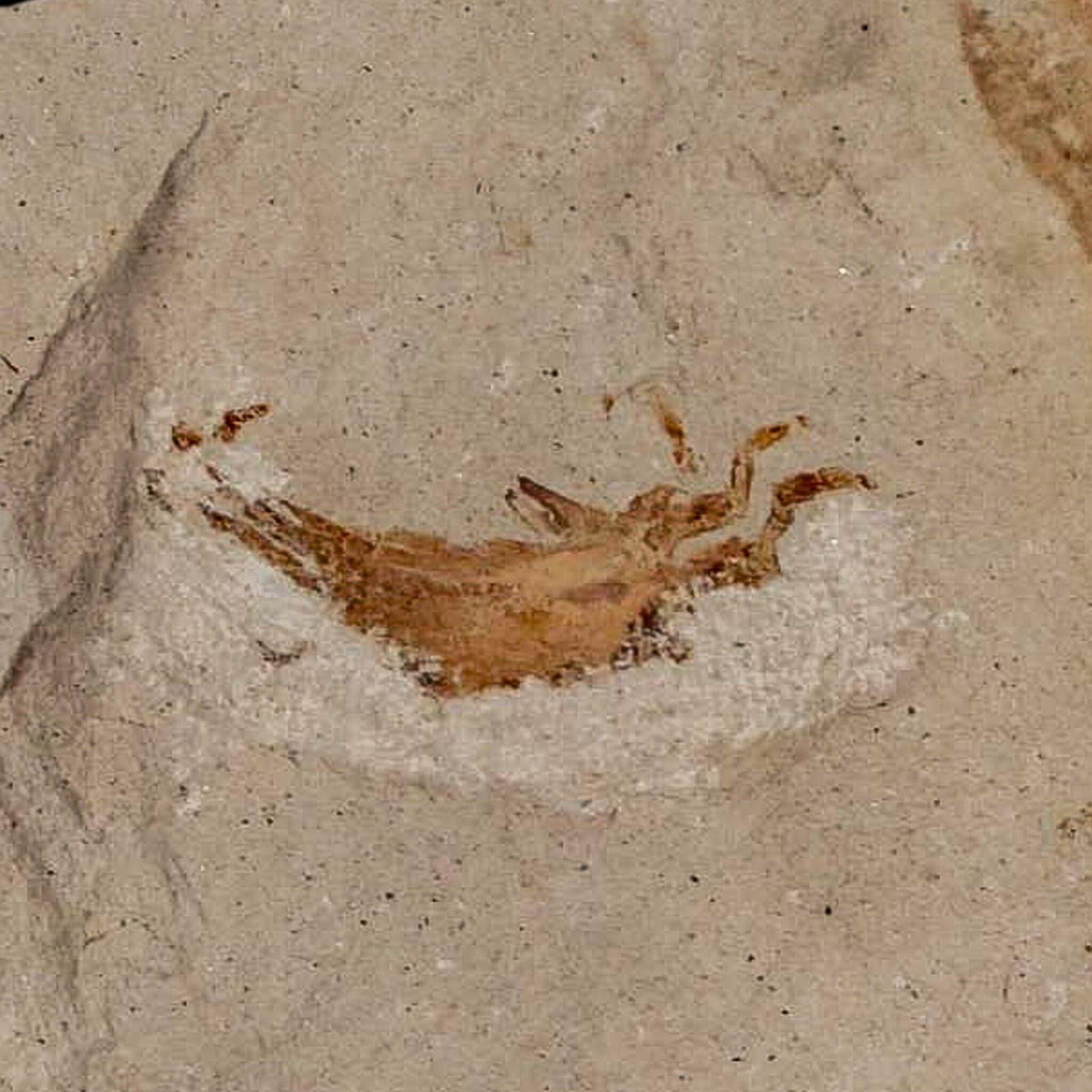 0.9" Fossil Crab Pinnixa Galliheri Pea Crab Monterey Cty San Luis Obispo Miocene