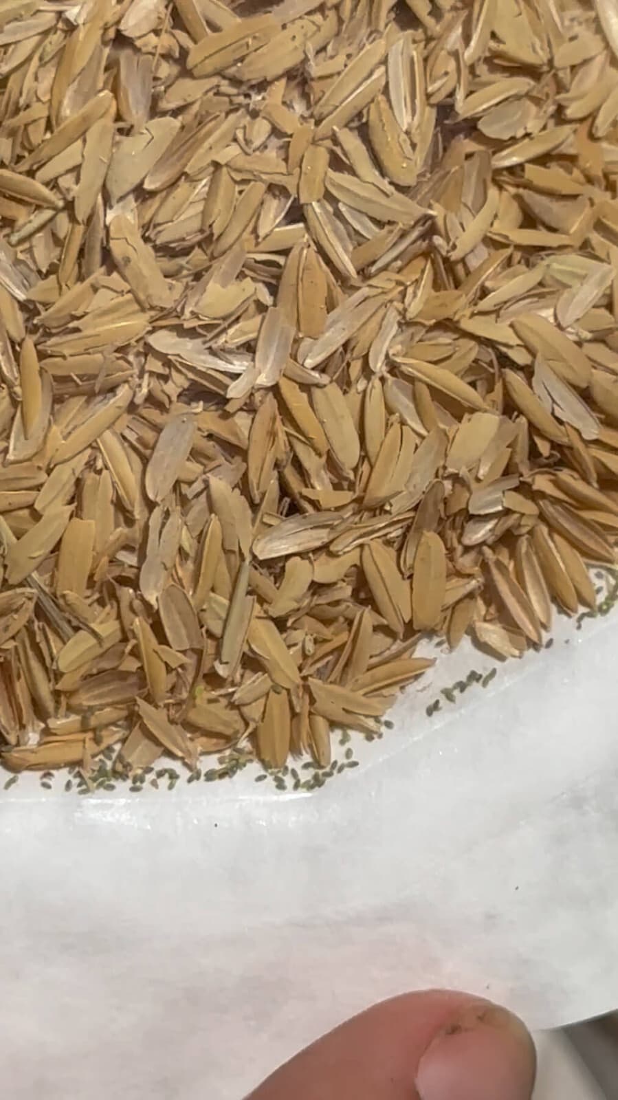 Green Lacewing Eggs in Rice Hulls - 1,000 Count - Aphid Exterminator 5