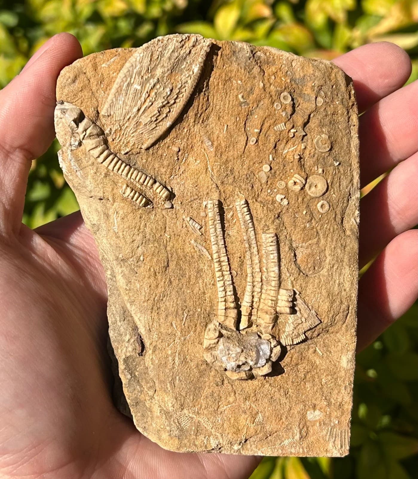 TRIPLE Fossil Crinoids in Matrix Phanocrinus Alabama Bangor Formation