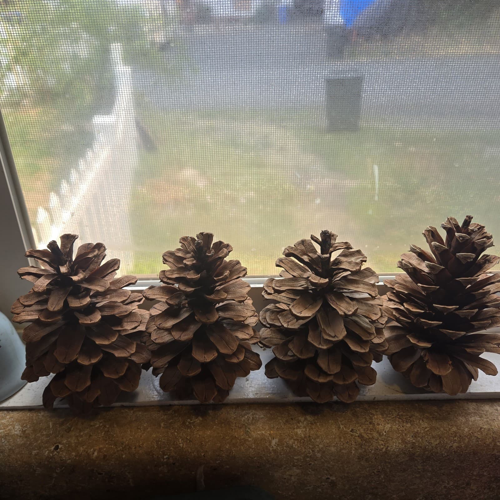 4 Nice Big Ponderosa Pinecones Over 5 Inches Washed And Oven Dried. 6 Ounces. 4