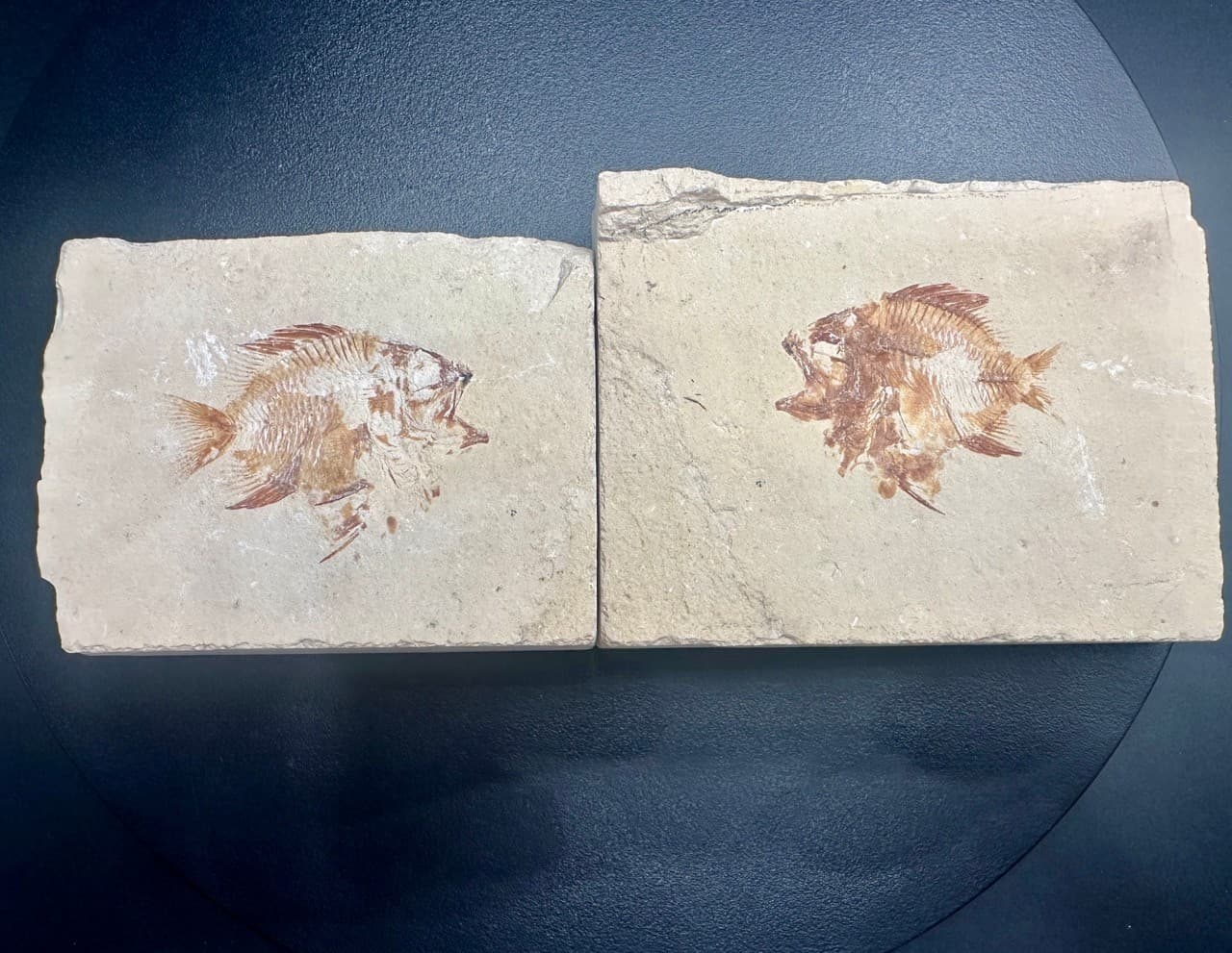 Stichopteryx lewisi fossil fish (A+B) - Late Cretaceous Lebanon - Haquel Sannine